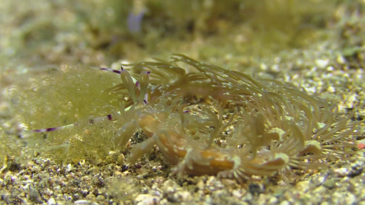 누디브랜치 프테라에올리디아 안티나의 황갈색 버전은 모래 바닥에 원을 형성하고 해초 가운데 잘 위장되어 있습니다.