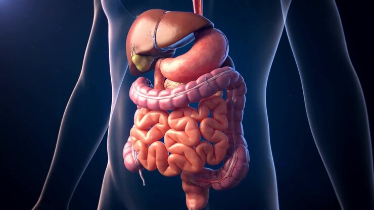 Medical Animation Showing Human Digestive System Anatomy In Anatomical Detail