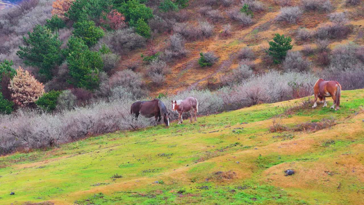 Cavalos selvagens nos penhascos das ilhas Shimane, Nishinoshima, plano geral