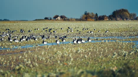 a flock of wild geese on the flooded meadow in rural denmark