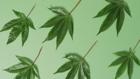 video of marijuana leaves and buds on green background