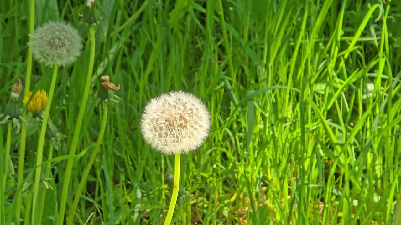 A flowering Dandelion (taraxacum) ball in spring against a green background.