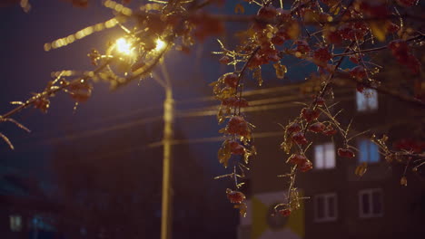 winter berries hanging from frosted branches glistening under warm glow of streetlights during evening hours, with urban background featuring windows and power lines