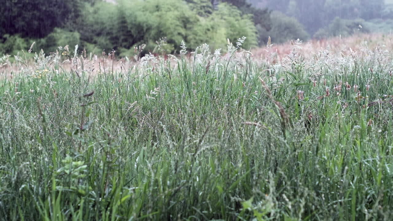 Raindrops on Meadow Grass: Nature's Serenade at Dusk