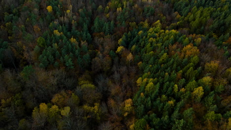 Parque-Forestal-Escénico-En-Un-área-Silvestre-Remota-Con-Un-Paisaje-Colorido-En-Witomino-En-Gdynia-Polonia-Durante-El-Otoño,-Tiro-Aéreo