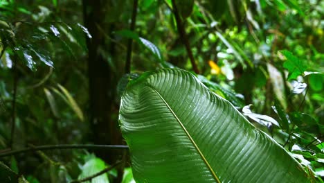foliage and vegetation in costa rica rain forest