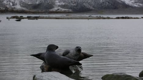 Two-harbor-Seals-chilling-on-the-same-rock