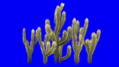 3D-cholla-cactus-cluster-with-wind-effect-on-blue-screen-3D-animation