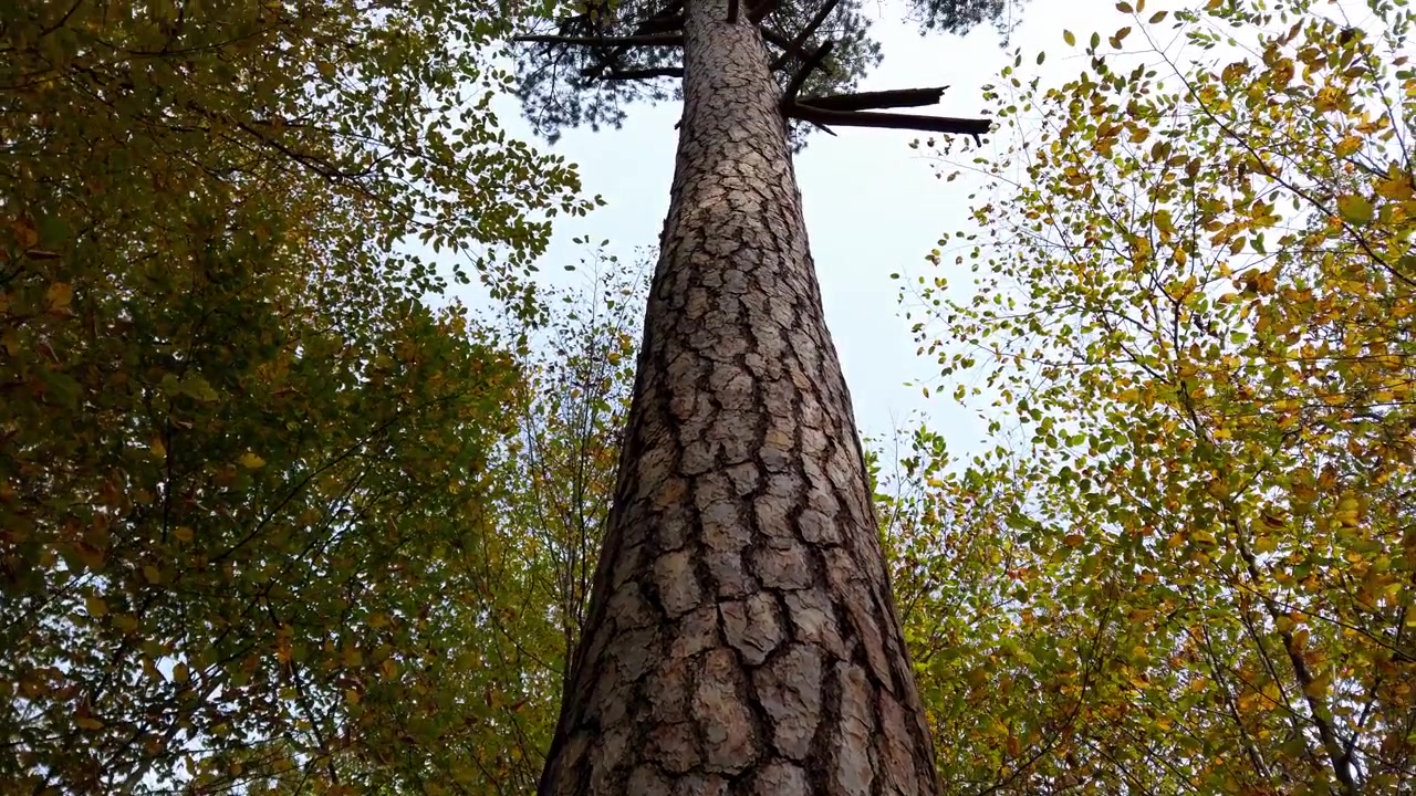Pino nella foresta, con corteccia e tronco in evidenza