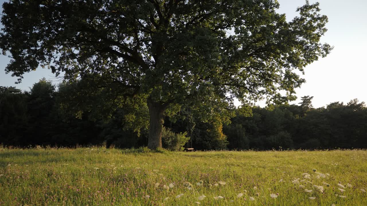 Romantic slider shot of a beautiful tree with rope swing on a magical meadow during clear summer afternoon