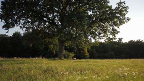 Romantic-slider-shot-of-a-beautiful-tree-with-rope-swing-on-a-magical-meadow-during-clear-summer-afternoon