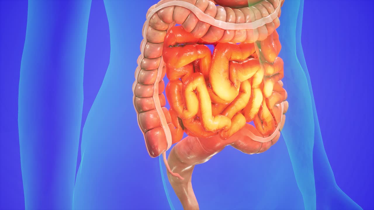 animación 3d anatómica del sistema digestivo. mostrando el cuerpo transparente, destacando el intestino y el estómago.