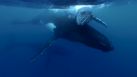 mother humpback whale supports calf on ocean surface so baby can breathe