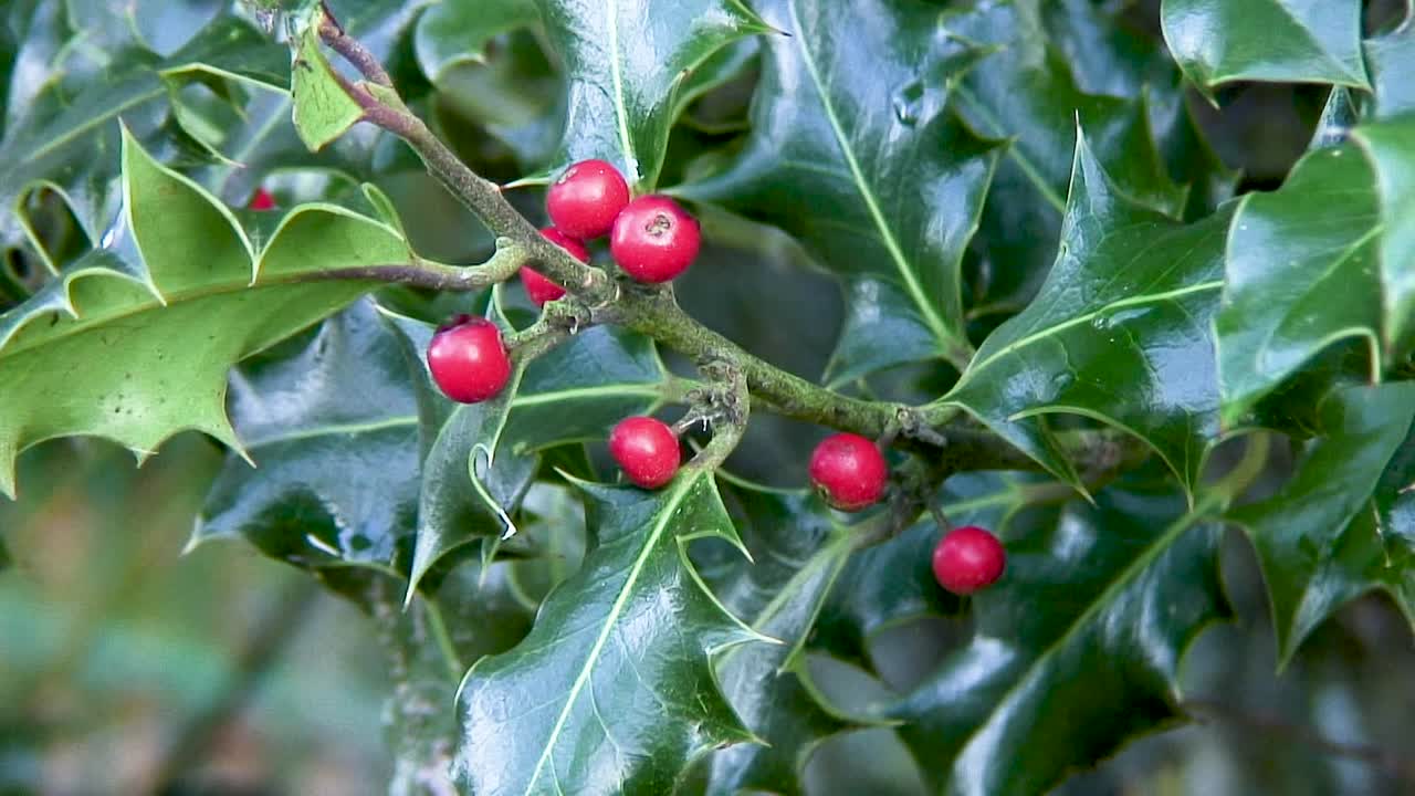 Close-up of Holly Berries and Leaves