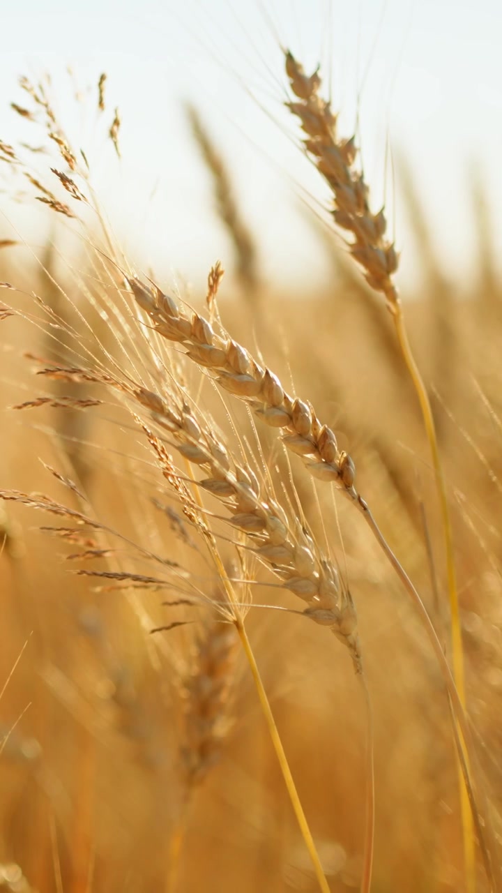 Spighe di grano dorate che ondeggiano in un campo estivo al tramonto