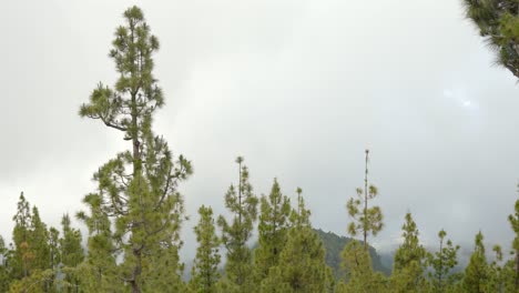 Mist-over-trees-at-Teide-National-Park,-handheld-tilting-upward