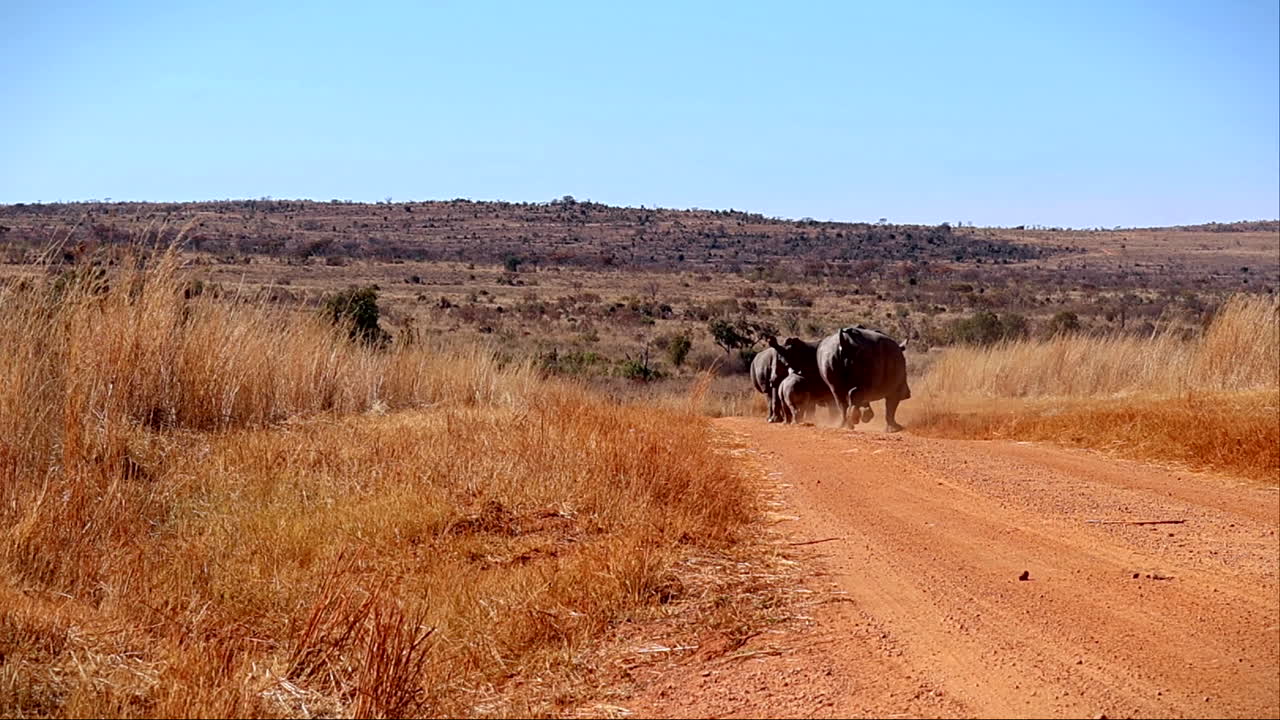 Rinoceronti che camminano su una strada sterrata nella savana africana