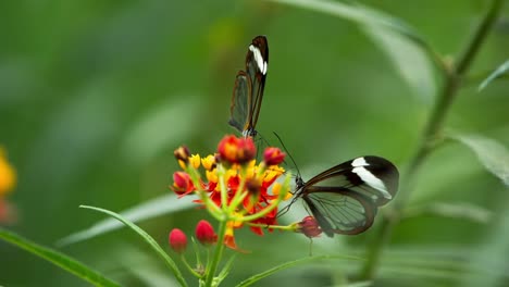 butterfly macro 05