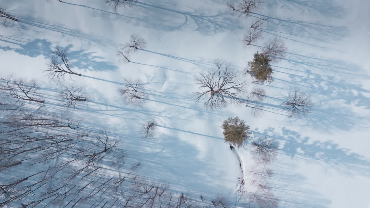 Calm snowy landscape with trees casting shadows, a feeling of solitude