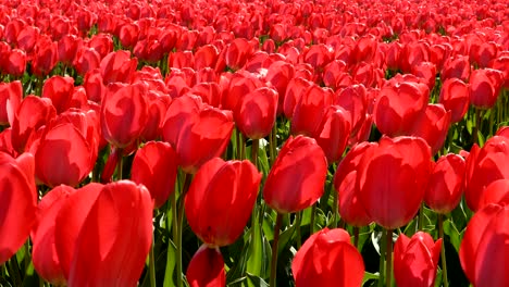 los tulipanes rojos ondeando en el viento