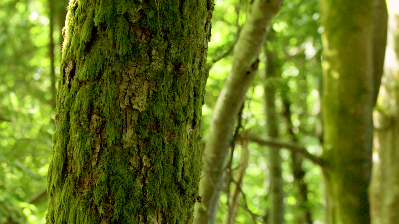 Camera slowly pans across mossy tree trunk in lush, sunlit Scottish Highlands woodland environment