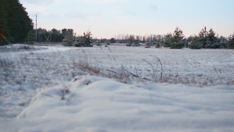 Schnee-Bedeckt-Wiesenboden-Mit-Trockener-Vegetation-Aus-Nächster-Nähe.-Schneebedeckter-Rasen.