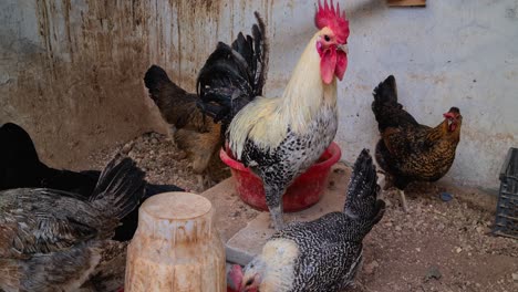 rooster and chickens eating in the backyard