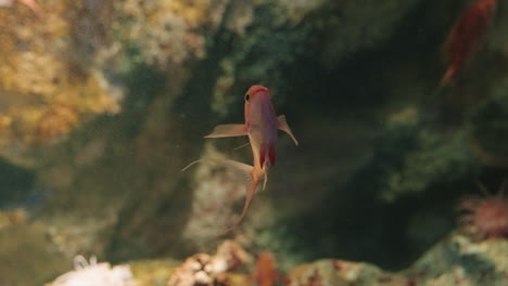 Sakura-Anthias-Swimming-Against-Colorful-Coral-Reefs-At-Umino-Mori-Aquariumin-In-Sendai,-Miyagi-Prefecture,-Japan