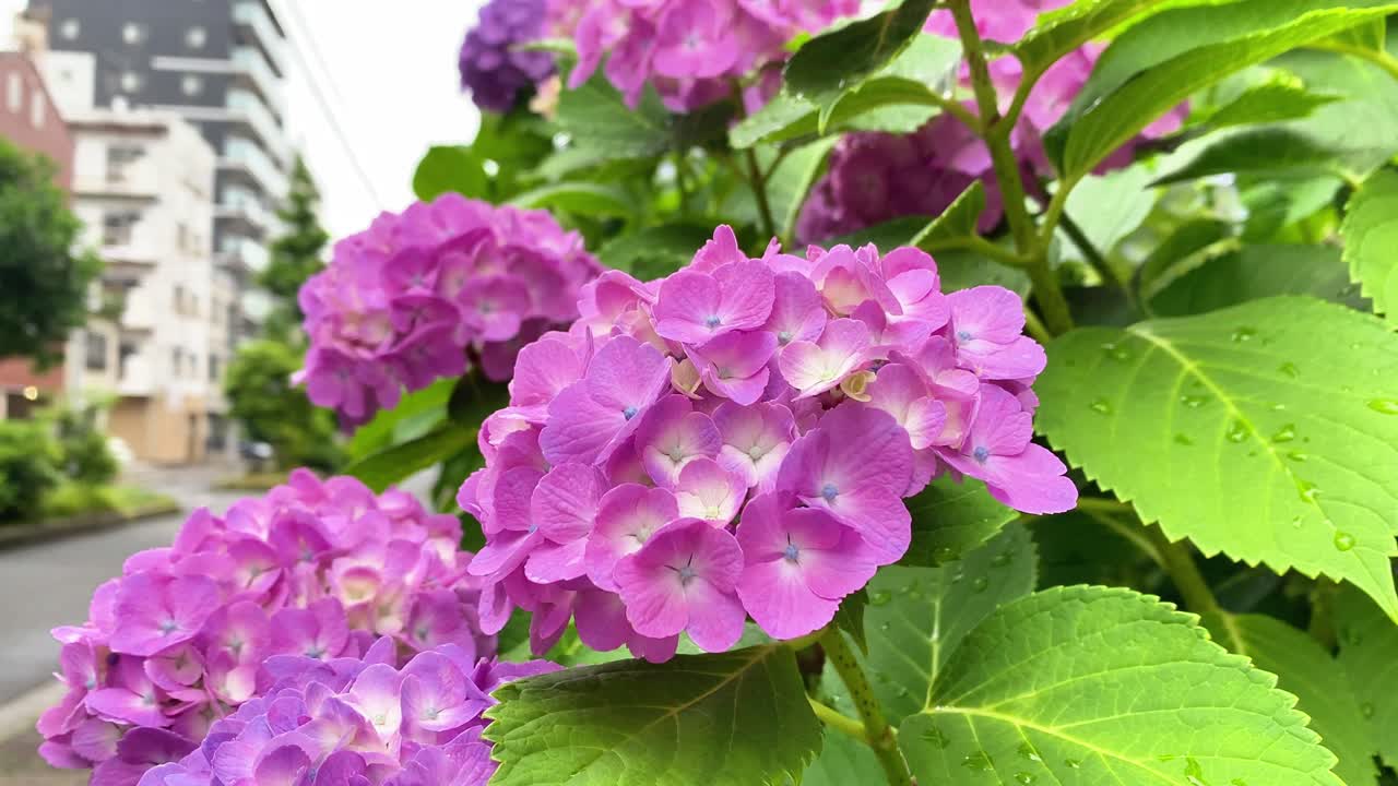 se convirtió en la temporada de floración de la hortensia