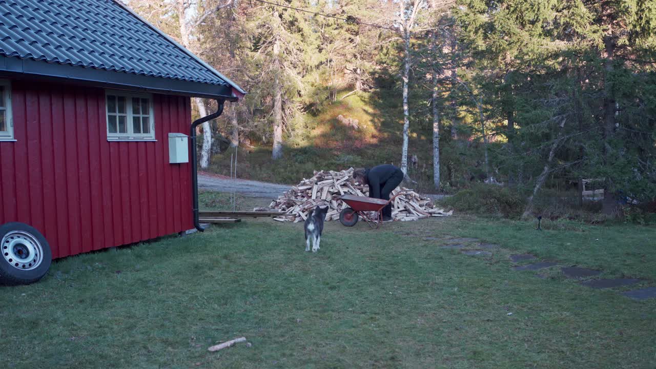 hombre apilando leña en la carretilla junto con su husky