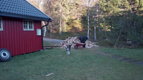 man piling the firewods on the wheelbarrow together with his husky