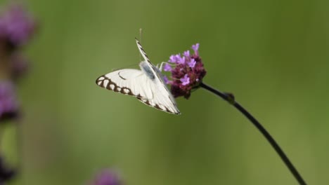 a delicate brown-veined white butterfly sits atop a tall verbena flower, drinking its nectar before flying away