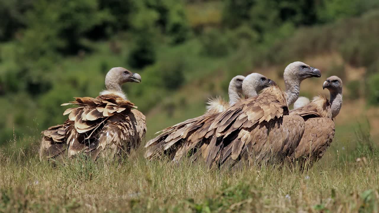 bandada de buitres grifo en el campo de hierba