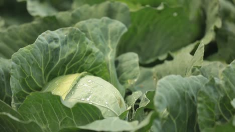 Close-Up-Footage-of-Cabbage-Crops-Blooming-In-The-Farm