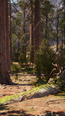 a serene forest path surrounded by towering trees