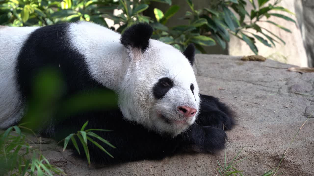 primer plano capturando las lindas expresiones faciales