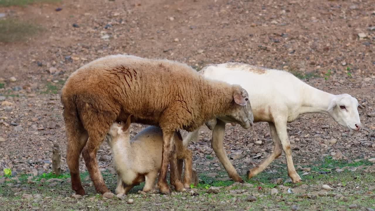 Lambs nurse and walk alongside sheep in a fenced, earthy field setting.