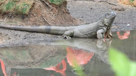 green iguana searching for food near pool, singapore