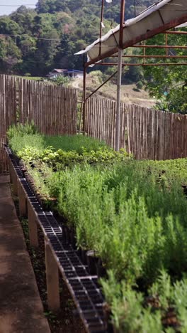 greenhouse with rows of young plants