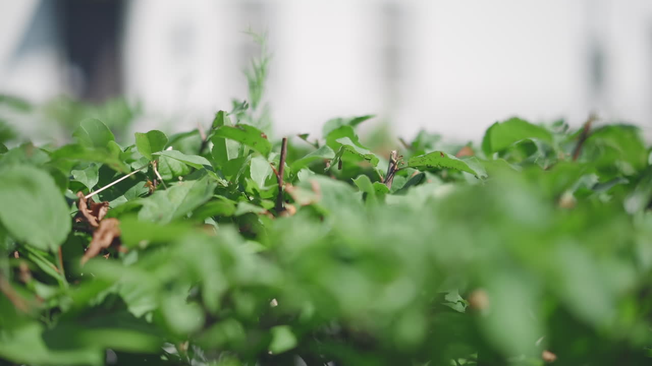 el arbusto cortado con hojas verdes crece en el parque soleado de la primavera