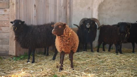 sheep in a farm barn