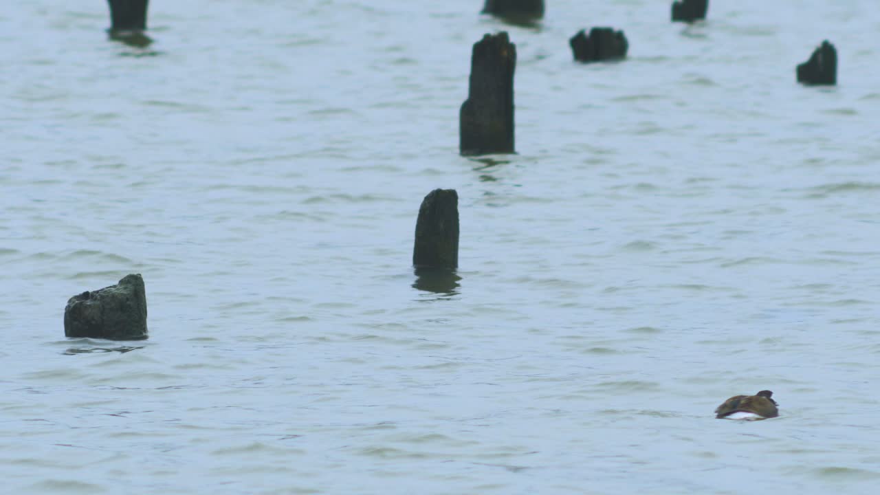 암컷 긴꼬리 오리가 물에서 수영하고 음식을 찾고, 흐린 날, 먼 중간 샷