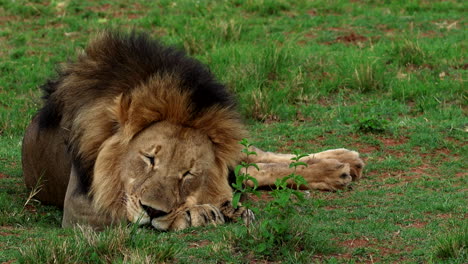 el león africano dormido en las patas delanteras en la hierba verde exuberante, telefoto