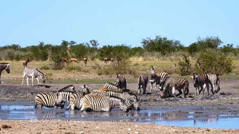 Harem-Von-Zebras,-Der-Das-Wasserloch-Genießt