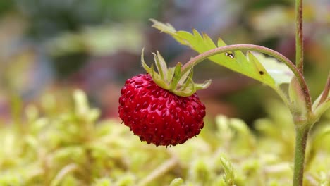 Baya-De-Fresas-Maduras-De-Cerca.-Naturaleza-De-Noruega