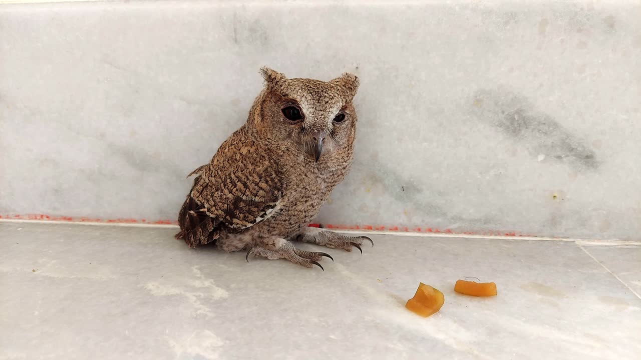 Chilling Baby Indian Eagle-Owl who took refuge at residential home in daytime.