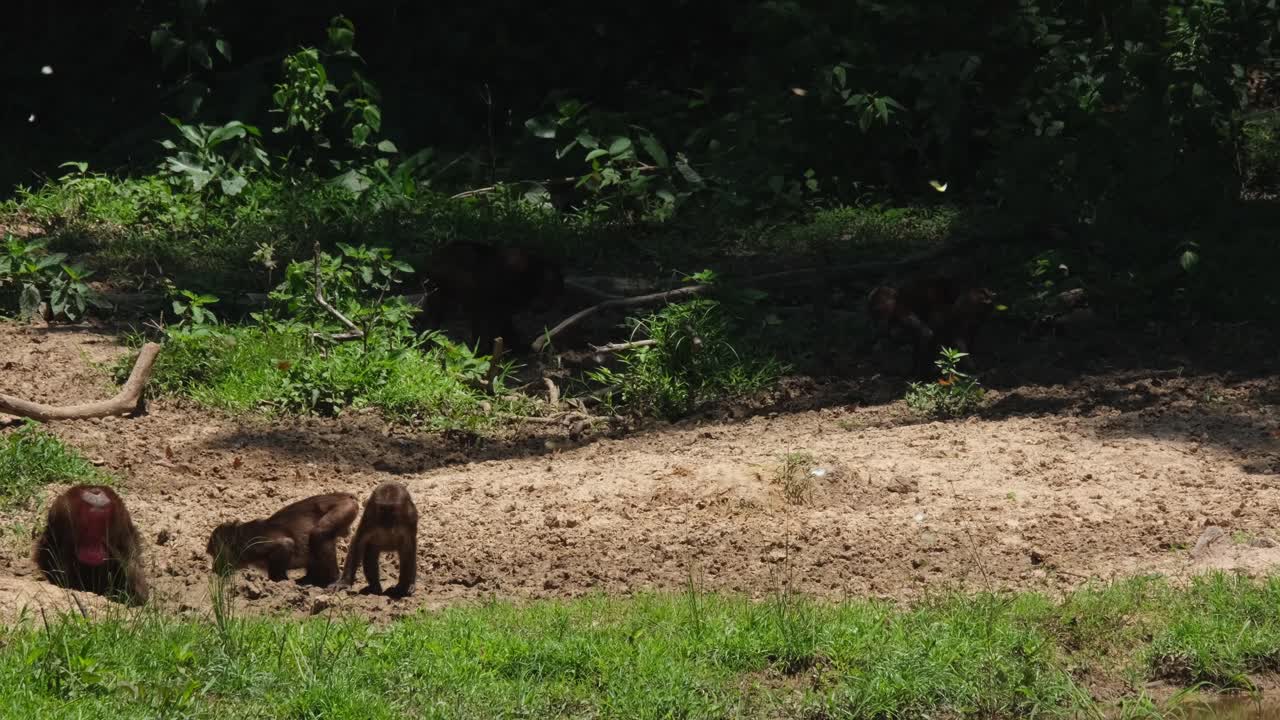 Uno va a destra mentre tre individui continuavano a scavare per trovare minerali da mangiare, Macaco orso (Macaca arctoides), Thailandia.