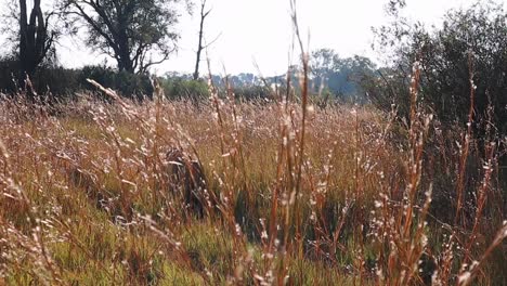 leona africana camina por el camino, apenas vista en la hierba alta de la sabana