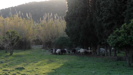 Flock-of-sheep-standing-close-together-outside-in-the-afternoon-in-Sardinia,-Italy