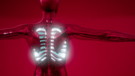 examen radiológico de los pulmones humanos